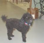 Our  Mascot Bronx