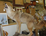 Coyote